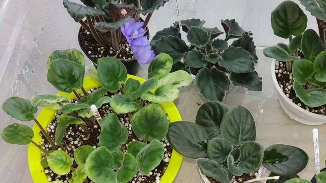 Фиалки у Алисы 💖.