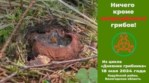 Ничего кроме запрещённых грибов! Дневник грибника 18 мая 2024 года.