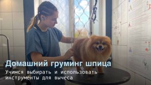 Домашний груминг шпица: учимся выбирать и использовать инструменты для вычеса