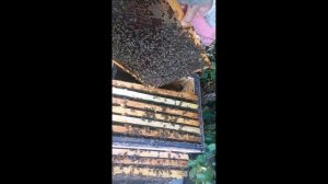 Меняю пчеломаток. Осматриваю гнёзда. 26 августа 2025 года.