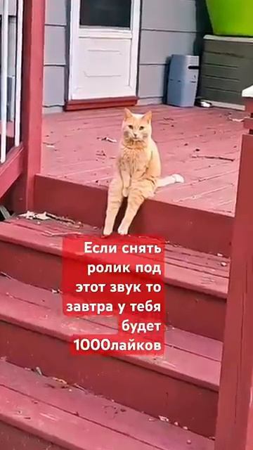 ЗАЛИПАШ