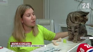 В Крыму коту уличного музыканта ищут новых хозяев. Что случилось?