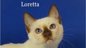Слайд-шоу фото тайская кошечка Loretta Gamlet, шоколад-пойнт
