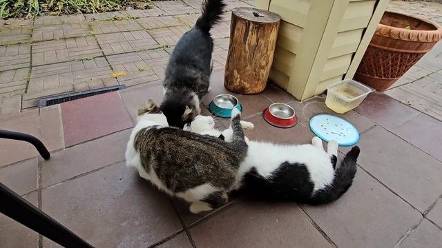 Кототигры заводят моторчики🐈🐈⬛🐈❤️