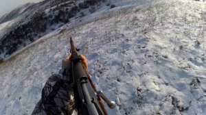 охота на волка с манком