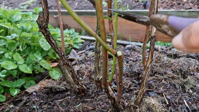 Обрезка 7-летнего куста голубики сорта Джерси на омоложение. смотреть онлайн