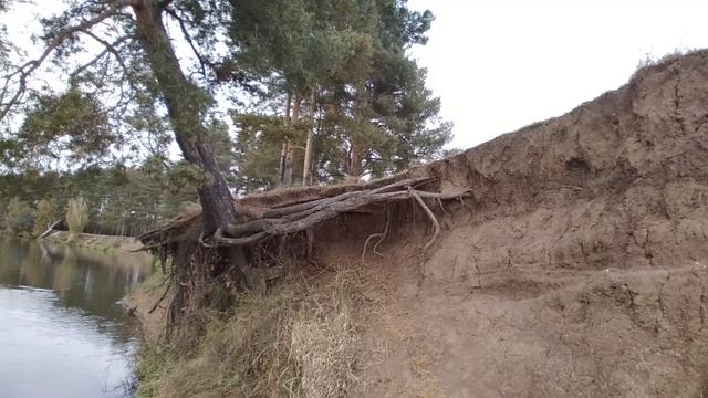 Красиво растёт сосна под наклоном после обвала берега на реке Клязьма