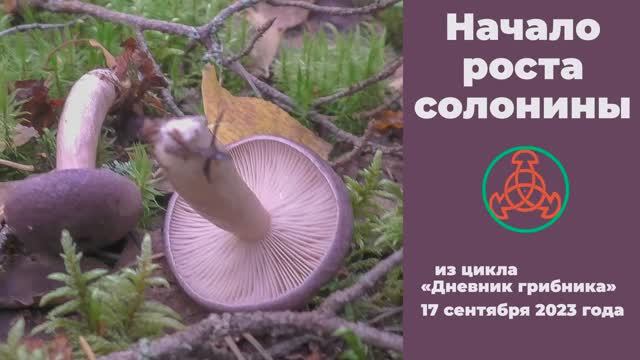 Начало роста солонины. Дневник грибника 17 сентября 2023 года. смотреть онлайн
