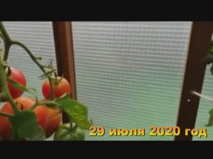 7 соток. Зреют помидорки первые. Хроника 29 июля 2020 год