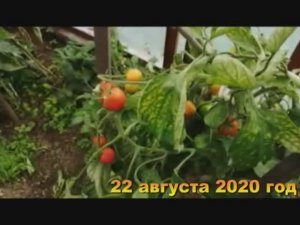 7 соток. Начали обильно зреть помидоры. Хроника 22 августа 2020 год