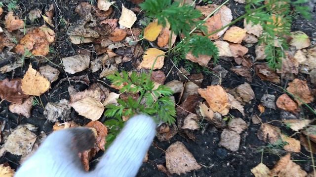 Убираю сорняк и сею сидераты. Зацвел алиссум смотреть онлайн