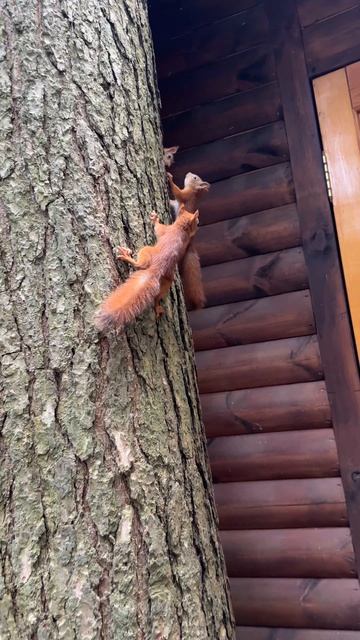 Сумасшедшие белки. смотреть онлайн