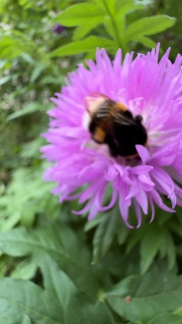 Что делает шмель? смотреть онлайн