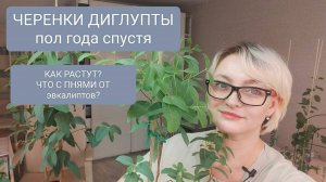 🟡🟢ОБЗОР ПО УКОРЕНЁННЫМ ЧЕРЕНКАМ ЭВКАЛИПТА ДИГЛУПТА