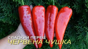 Сладкий перец ЧЕРВЕНА ЧУШКА (Chervena Chushka). Обзор сортов ПЕРЦА!