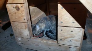 Кошка в собачьей будке есть сухой корм