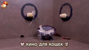 Видео для кошек про крысок развлекать питомцев 🐭🐀😂 (338)