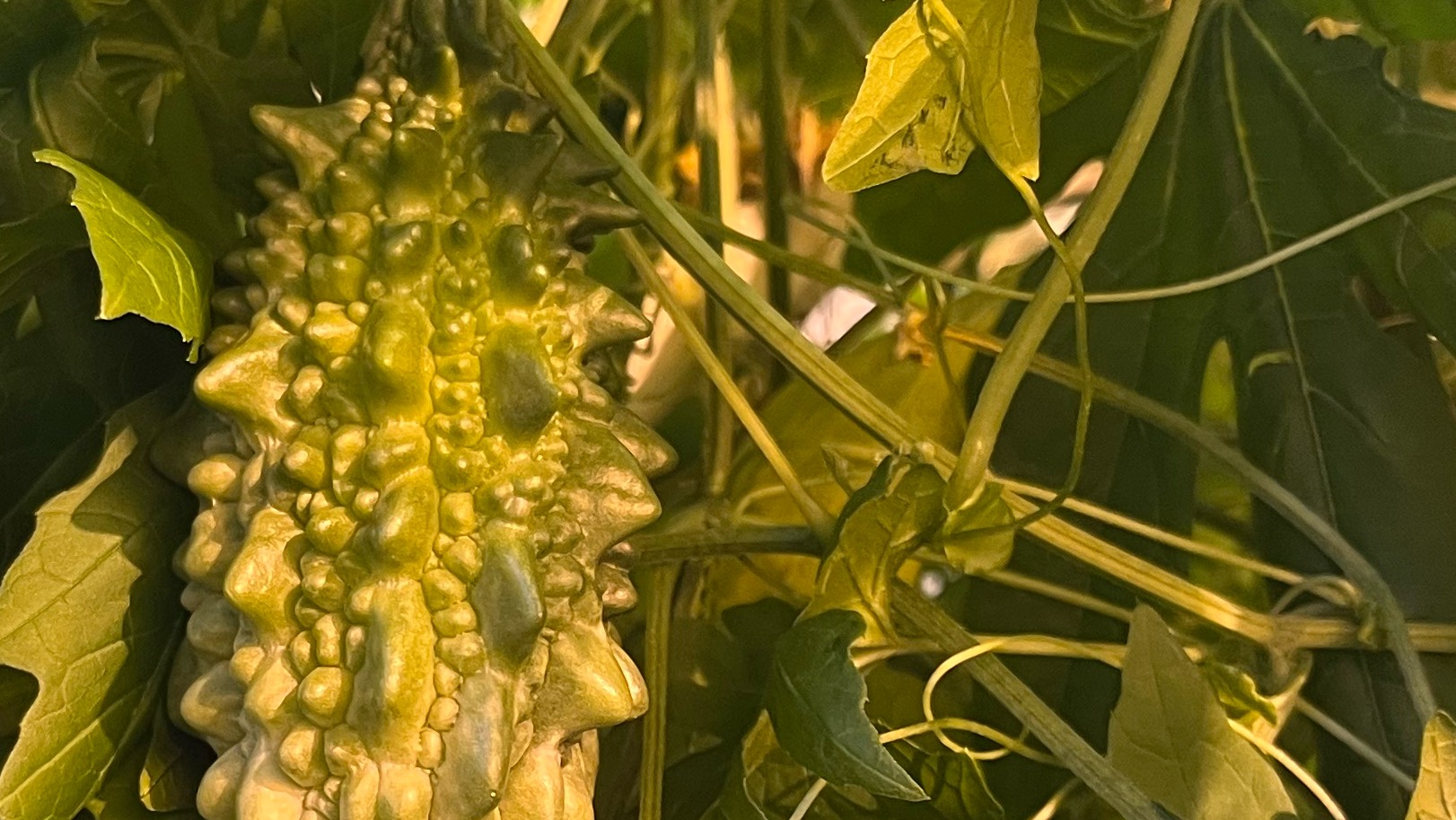 Царицыно-Оранжерея-2_Мамордика_08-10-2025 смотреть онлайн