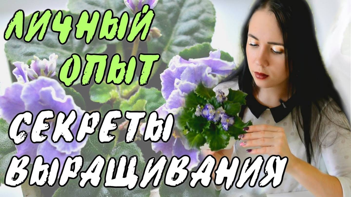 УХОД ЗА ФИАЛКАМИ В ДОМАШНИХ УСЛОВИЯХ!
