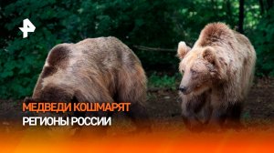 Российские регионы переживают нашествие медведей