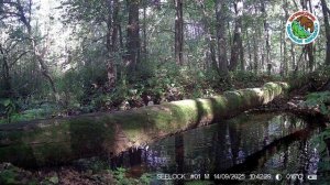 14.09.2025.Неясыть.Заповедник Большая Кокшага.Птица днем у ручья плескается