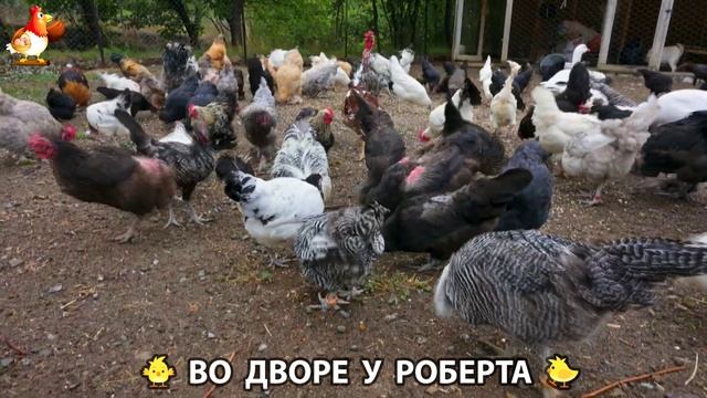 Содержание кур в домашних условиях и других птиц во дворе у Роберта  295