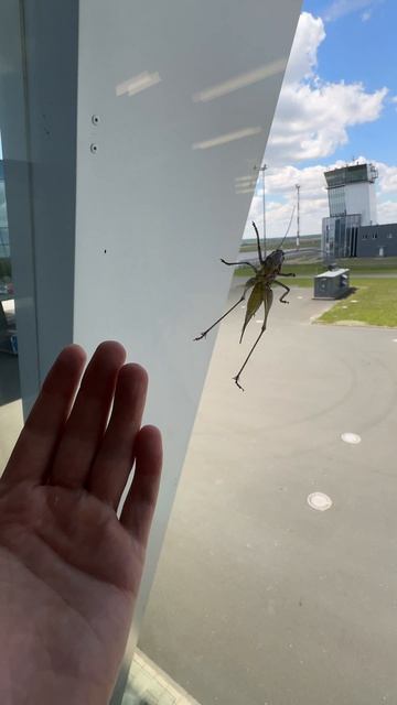 Прилипший к стеклу смотреть онлайн