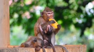 Большой плод в лапах макаки собирает всех её детёнышей ...  1000037162.mp4