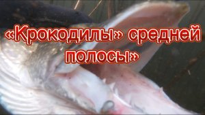 «Крокодилы» средней полосы» фильм N 11 подводная охота сезона 2025