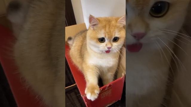 Подборка смешных котиков