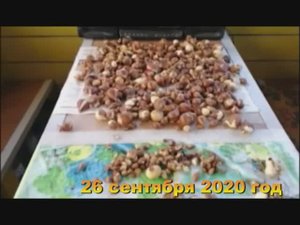 7 соток. Сажаю тюльпаны, нарциссы, лилии. Собираю овощи домой. Хроника 26 сентября 2020 год