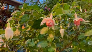 Царицыно-Оранжерея-2_Фуксляндия_08-10-2025