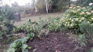 Декоративные посадки -25 года.mp4