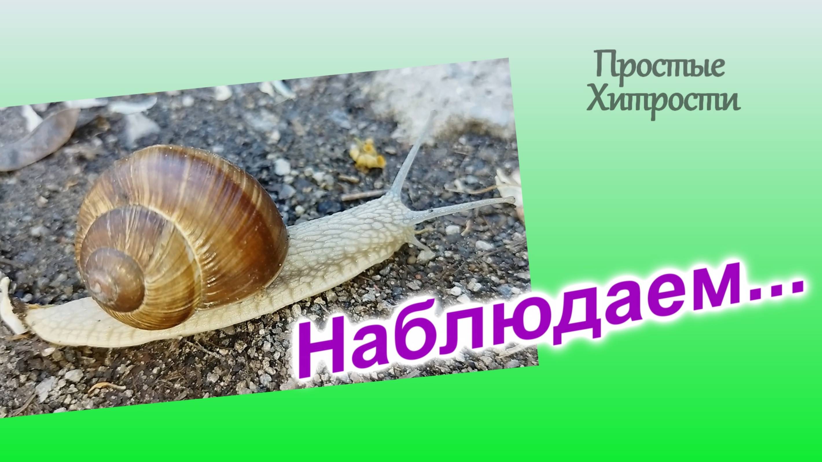 Наблюдаем за улиткой (27)/Вот, кому жизнь...
