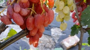 Обзор прививок 2024-25 гг.