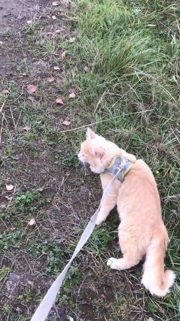 Ленобласть. Хвойное. 06.10.2025. Прогулка по селу перед возвращения с дачи в Петербург. Эпизод 11