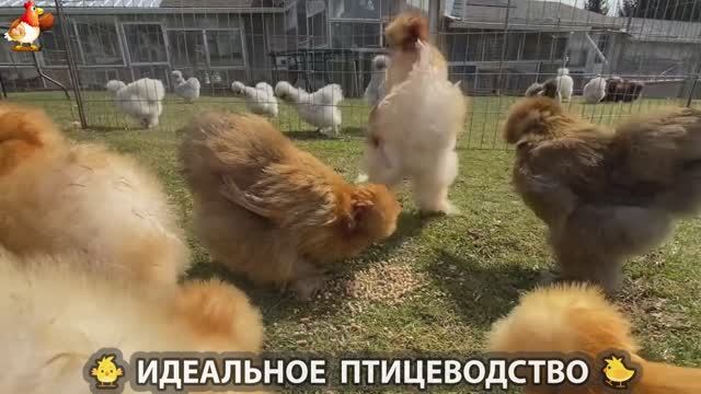 Идеальное птицеводство достойно восхищения  эпизод 362