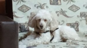 2 часть приколнай песни