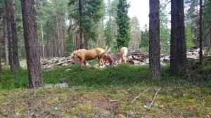 Сплав по Суле. Дорога домой. Часть 1. От Ценогоры до Койнаса. Итоги автономки и расслабона серия.