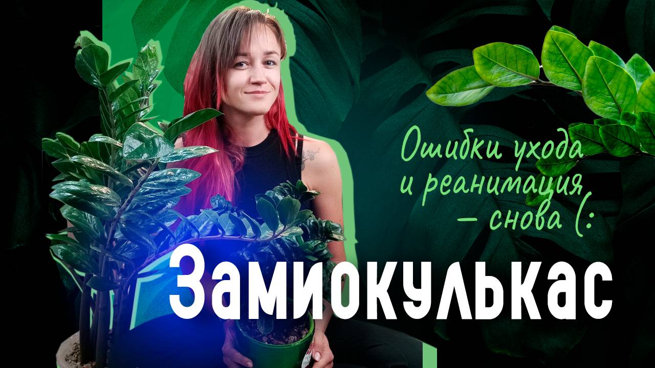 ОШИБКИ, которые УБЬЮТ Замиокулькас. Снова реанимация