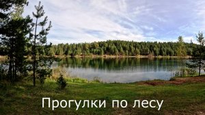 Прогулки по лесу.  Побывал во многих местах наших лесов. Нашел грибников.