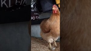 Цыпа отдыхает