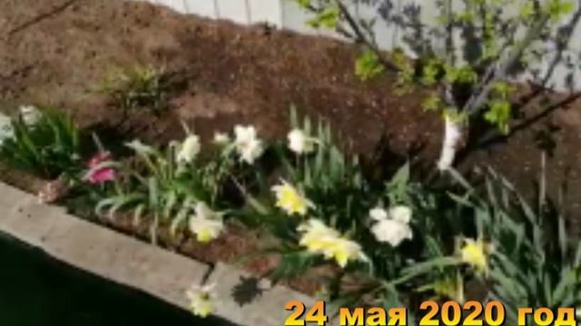 7 соток. Первая зелень, цветы. Посадила помидорки, перцы.  Хроника 16-24 мая 2020 год
