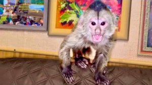 Финик ТАК ИЗМЕНИЛСЯ за последнее время, он стал таким СМЕЛЫМ, а как он КУСАЕТСЯ!