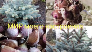 06.10.25 Дача.Спасаю ёжика.Любуюсь Глаукой.Готовлю чеснок к посадке.