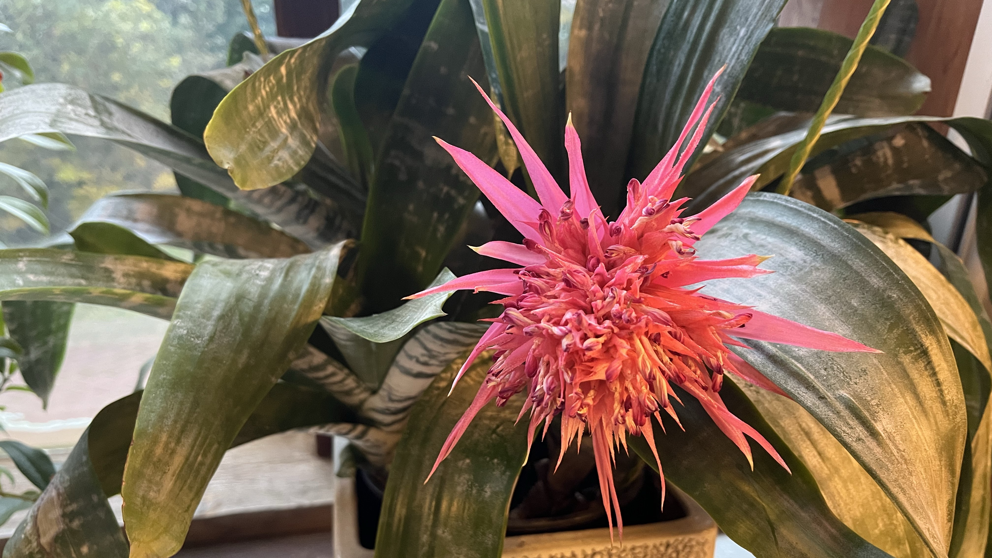 Царицыно-Оранжерея-2_Бананы и Папоротники_08-10-2025 смотреть онлайн