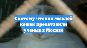 Систему чтения мыслей кошек представили ученые в Москве