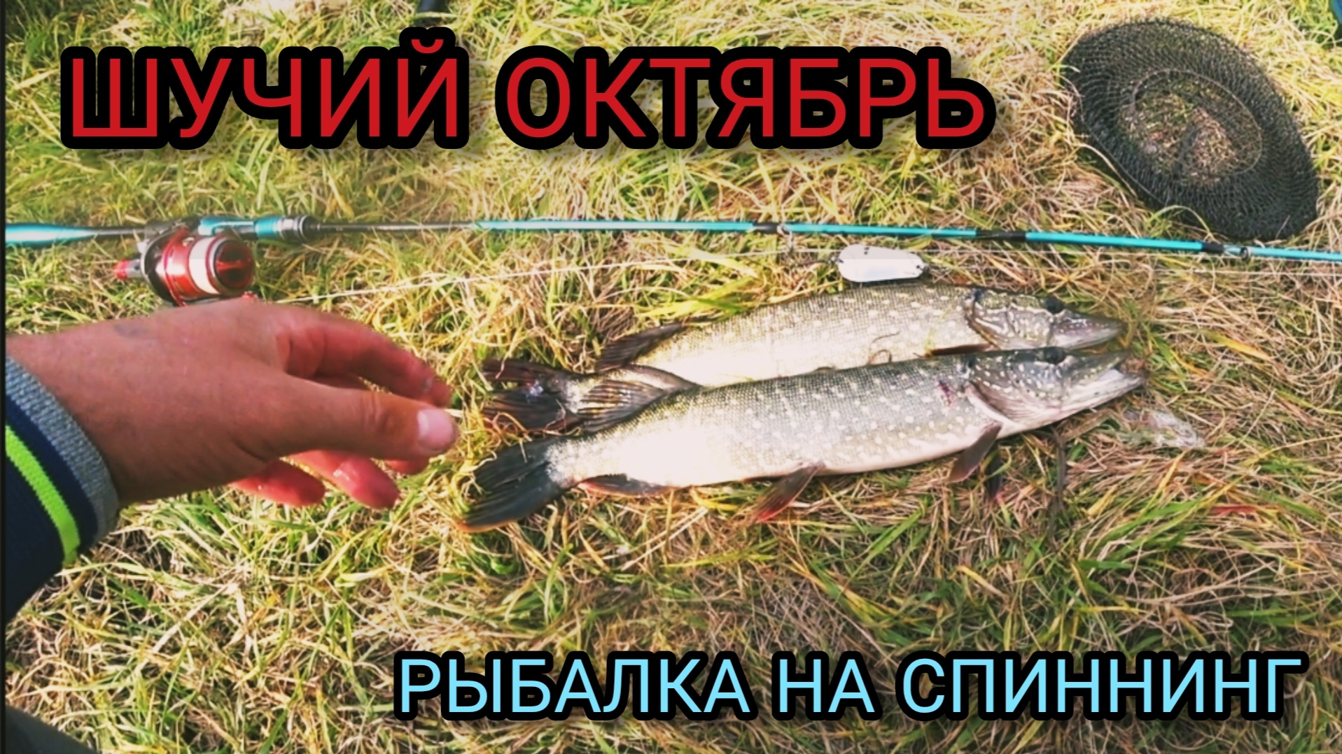 Щучий октябрь рыбалка на спиннинг.
