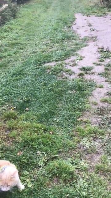 Ленобласть. Хвойное. 06.10.2025. Прогулка по селу перед возвращения с дачи в Петербург. Эпизод 16