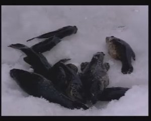 Как приготовить самодельные «Шпроты» из Ротана-головешки (Chinese sleeper) — Perccottus glenii ?